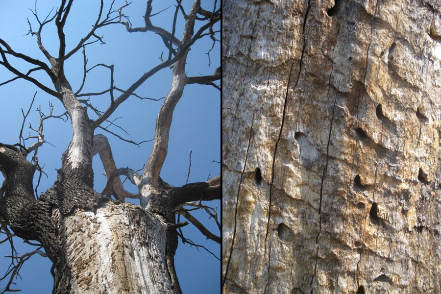 fot. arch. KSR - Kozioróg dębosz, największy z występujących w Polsce chrząszczy, żerujący najczęściej na drzewach. Przyczyna widocznych na zdjęciu dziurek